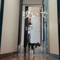 ペットボトルの匂いを嗅ぐキジトラ猫（嗅いで）