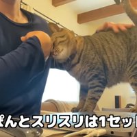 お尻をポンポンされている猫