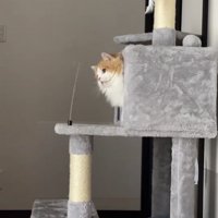 揺れるバネを見つめるミヌエット