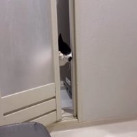お風呂のドアを頭と右前足で開けている猫