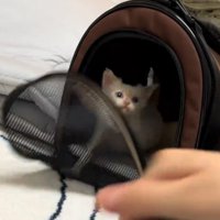 キメ顔をする猫