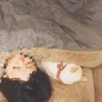 一緒に寝る猫と飼い主