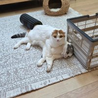 に乗っている猫