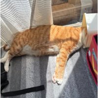 寝ている猫