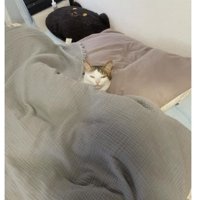 ベッドで寝ている猫