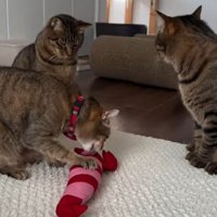 手におもちゃで遊ぶ猫と待っている猫達