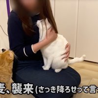 白い猫を膝に乗せる女性を見上げる茶トラ猫