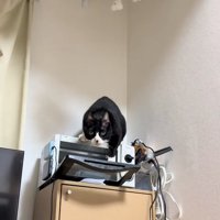 トースターの扉に顔を近づけているカメラ目線の猫