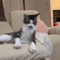 一瞬、体を起こす猫