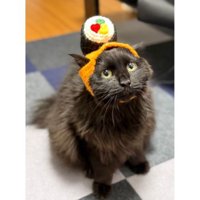 被り物をしている猫