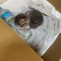 ペットボトルに寄り添って眠る子猫