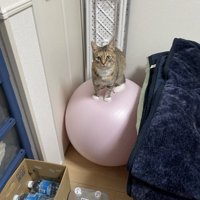 ベッドと壁の間に固定されたバランスボールの上に立っている猫
