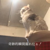 光りだした電球を座って見ている猫