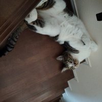 階段で仰向けになる猫