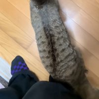 擦り付ける猫