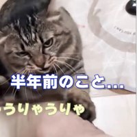 猫パンチが炸裂する猫