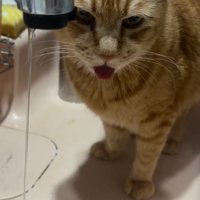 舌を出す猫
