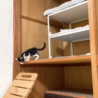 押入れに登るロアくん