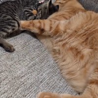 成猫とくっつく子猫