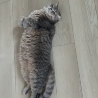 お腹を出して寝転がるキジトラ猫