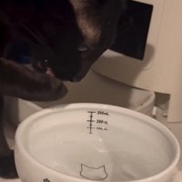 手を舐める猫