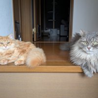 2匹の猫