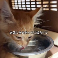 水を飲む子猫