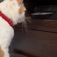 ディスクを見つめる猫