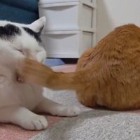 あくびする猫