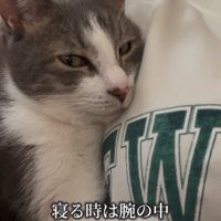 抱っこされる猫
