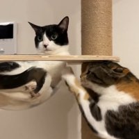黒白猫がボウルに入っている。そのボウルを引っ掻く猫