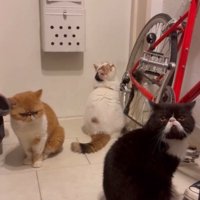 背中合わせになって座る3匹の猫