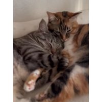 寄り添う猫たち