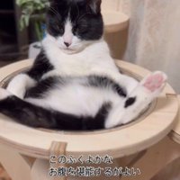 キャットタワーの上であおむけで寝ている猫