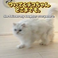 女の子のあとを追いかける猫