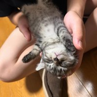 仰向けで熟睡する子猫3