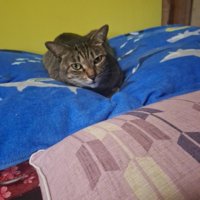 カメラ目線の猫