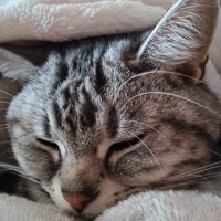 飼い主の腹の上で眠る猫