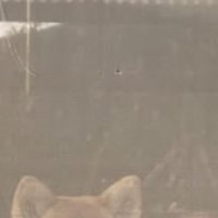 外を眺めている猫と犬