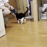 お父さんの足にじゃれる猫の写真1
