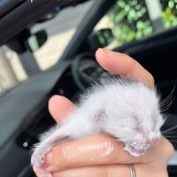 生まれたばかりの赤ちゃん猫