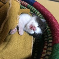 寝ている子猫の顔