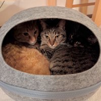 ぎゅうぎゅうの猫用ドーム