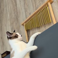 ウインドチャイムの音に聴き入る猫