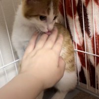 体を触られ振り返る茶白猫が舌を出している