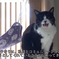鳴いている猫