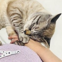 ママの手を掴んで寝たふりをするシャムミックス