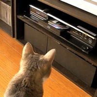 DVDレコーダーを見つめる猫