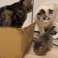 呆れる猫