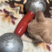 ダンベルを見る猫